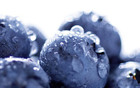 Glasnische BLU Motiv, Blueberry